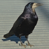 råge Corvus frugilegus