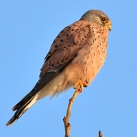 tårnfalk Falco tinnunculus