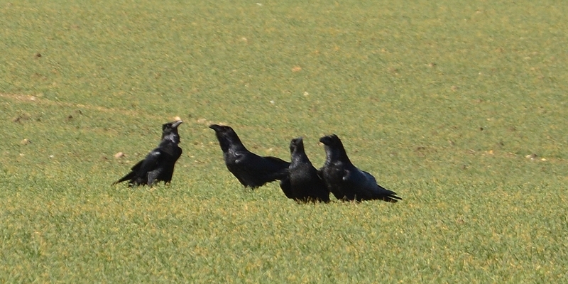 ravn Corvus corax