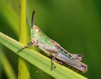 Græshopper Orthoptera
