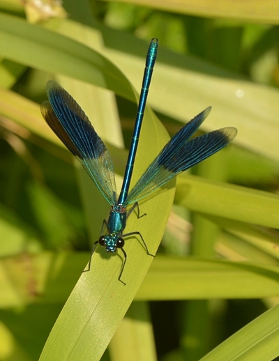 blåbåndet pragtvandnymfe Calopteryx splendens