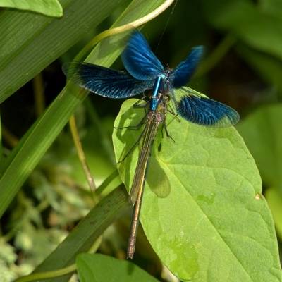 blåbåndet pragtvandnymfe i parring Calopteryx splendens