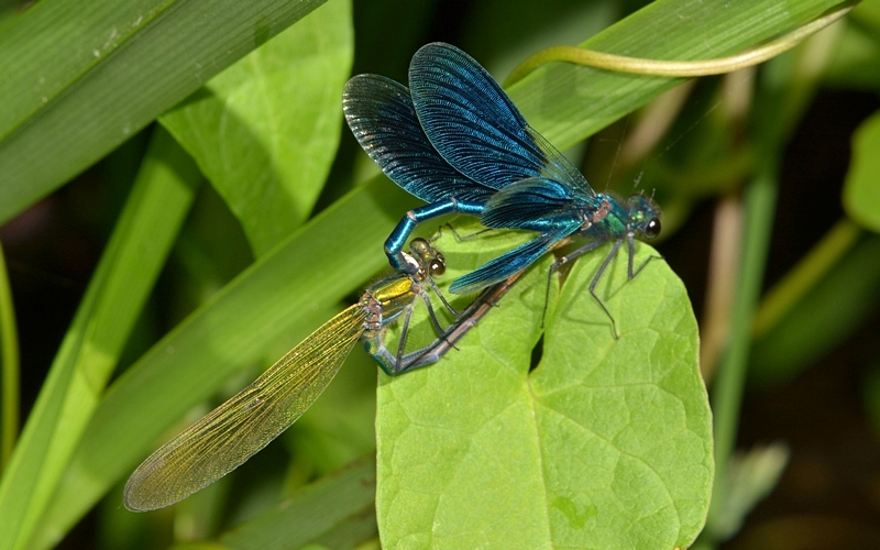 blåbåndet pragtvandnymfe i parring Calopteryx splendens