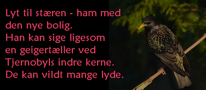 lyt til stæren