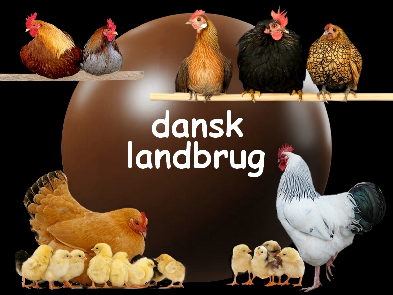 dansk landbrug