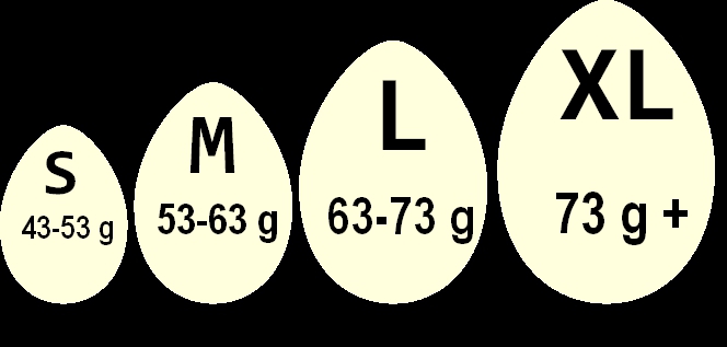 æg størrelser