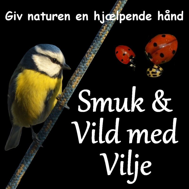 smuk og vild med vilje