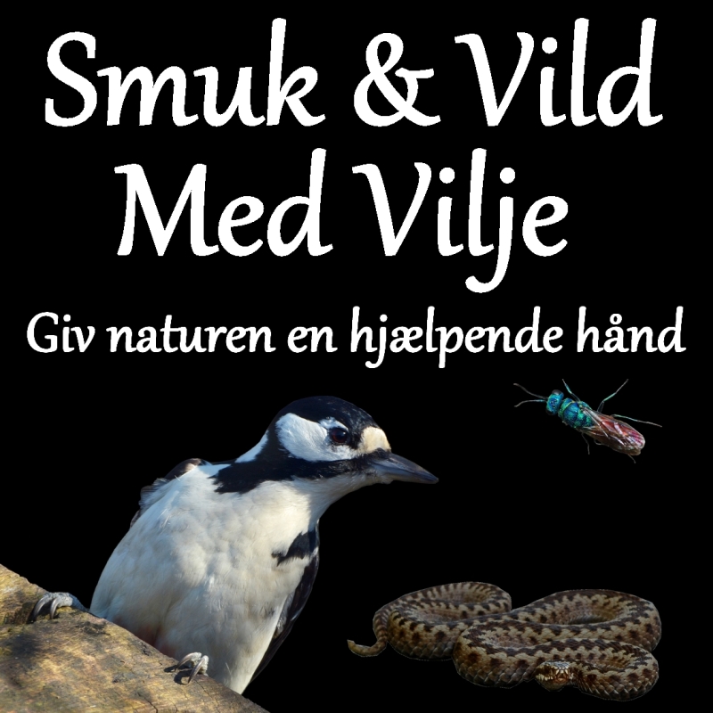 smuk og vild med vilje