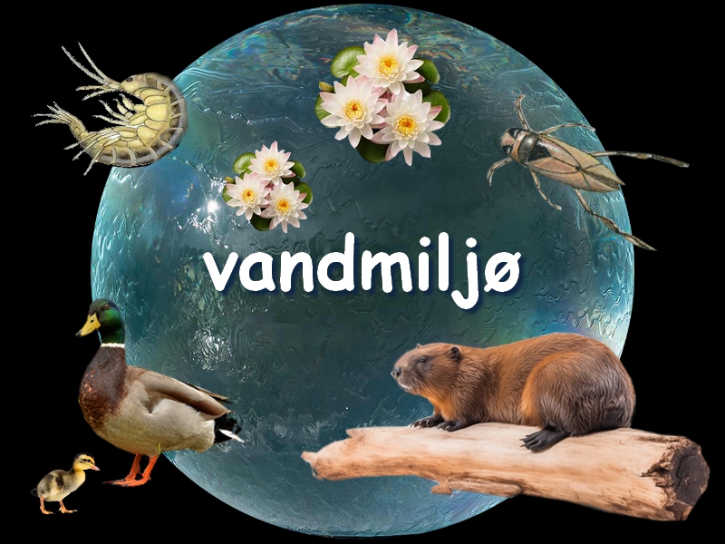 vandmiljø