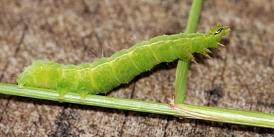 grøn larve