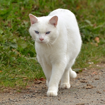 hvid kat