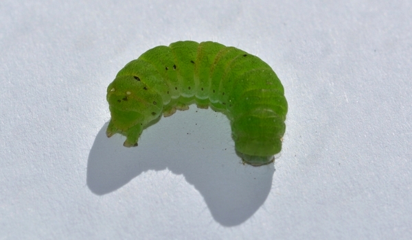 larve ukendt 17 måske agatugle
