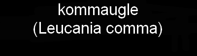 kommaugle Leucania comma natsværmer