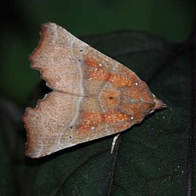 takugle Scoliopteryx liatrix natsværmer sommerfugle