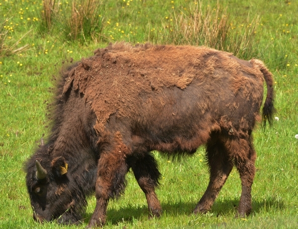 bison Bovidae