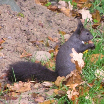 egern Sciurus vulgaris