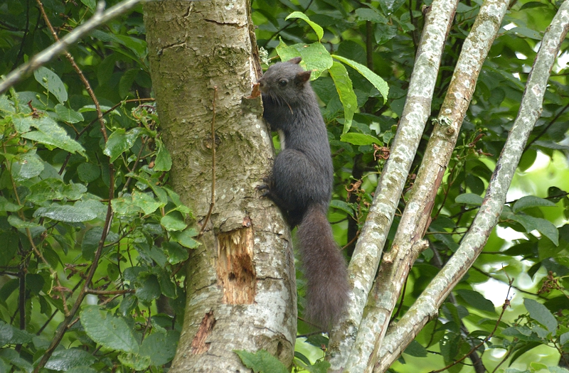 egern Sciurus vulgaris