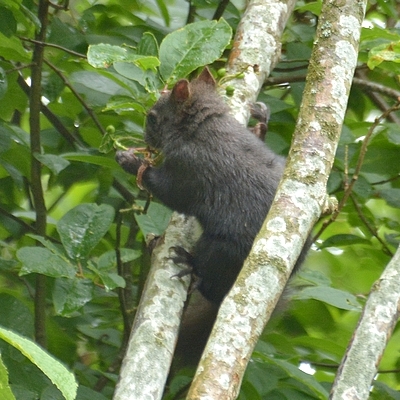 egern Sciurus vulgaris