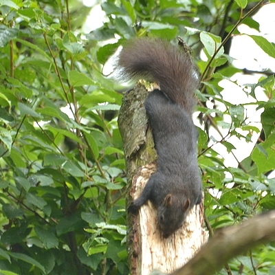 egern Sciurus vulgaris