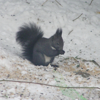 egern Sciurus vulgaris