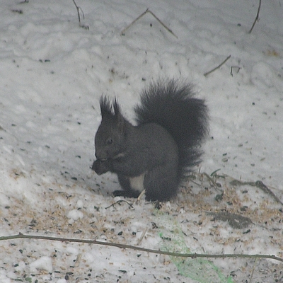 egern Sciurus vulgaris