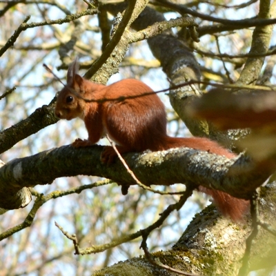 egern Sciurus vulgaris