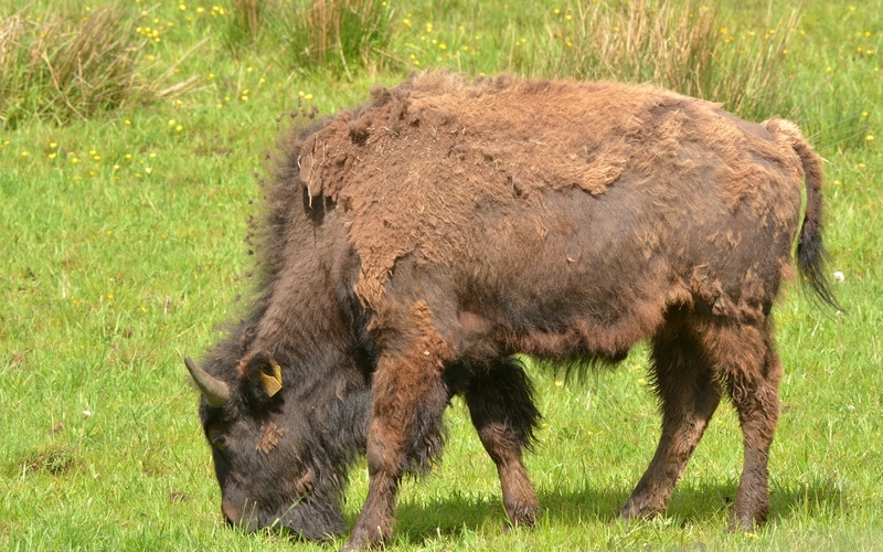 bison Bovinae