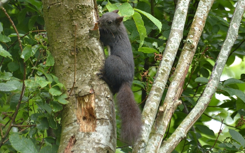 egern Sciuridae