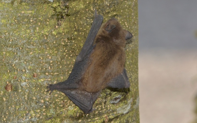 flagermus Pipistrellus pipistrellus