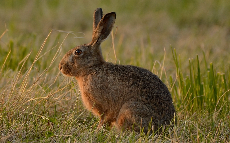 harer og kaniner Leporidae og Oryctolagus cuniculus