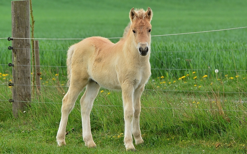 heste Equus caballus