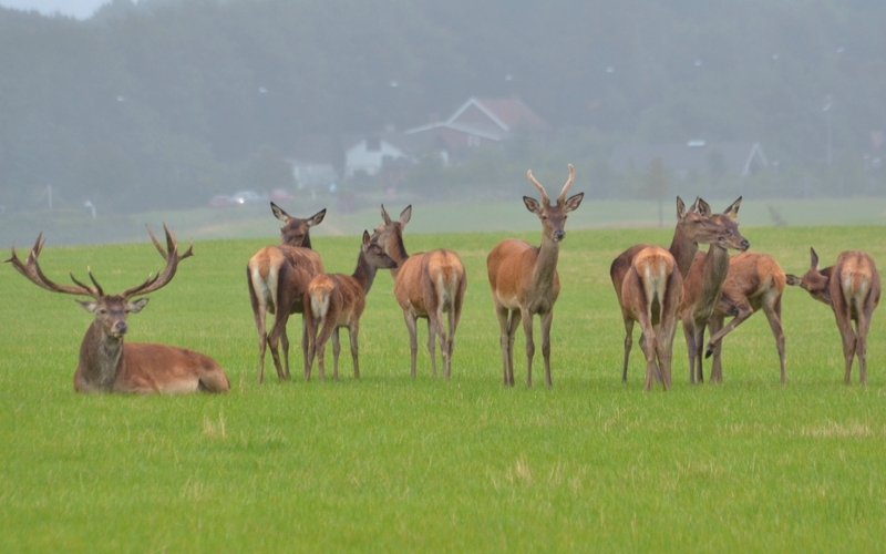 kronhjort Cervus elaphus