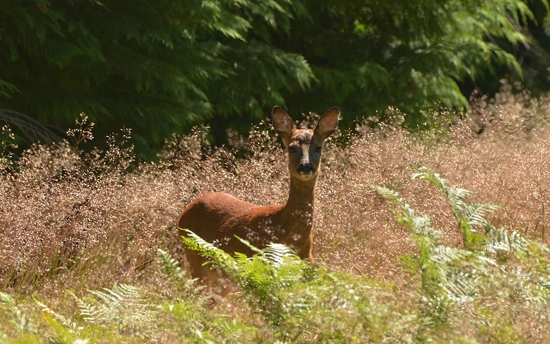 rådyr Capreolus capreolus