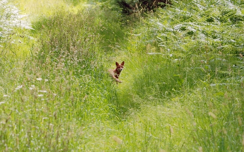 ræv Vulpes vulpes