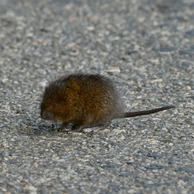 vandrotte Arvicola terrestris