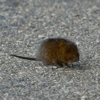 vandrotte Arvicola terrestris