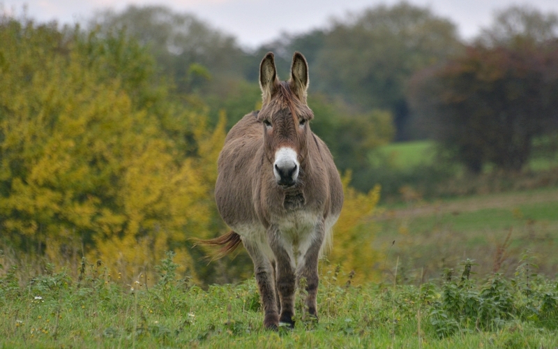 æsel Equus africanus asinus