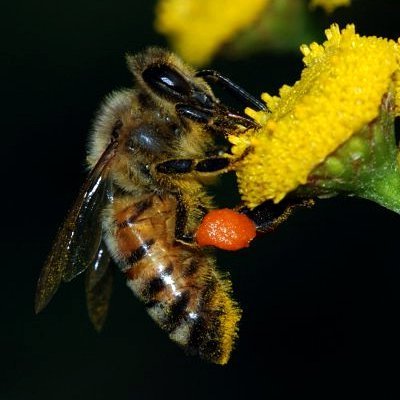 bier og humlebier honningbi