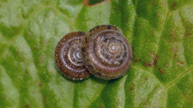 håret snegl Trochulus hispidus