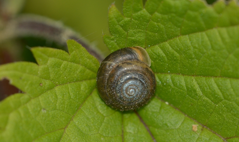 håret snegl Trochulus hispidus