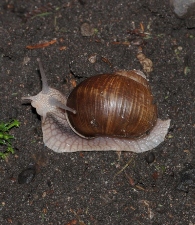 vinbjergsnegl Helix pomatia