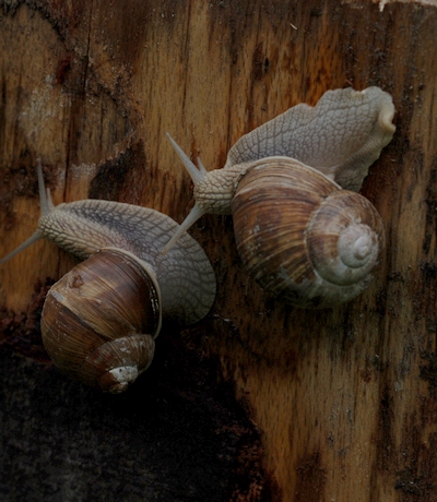 vinbjergsnegl Helix pomatia