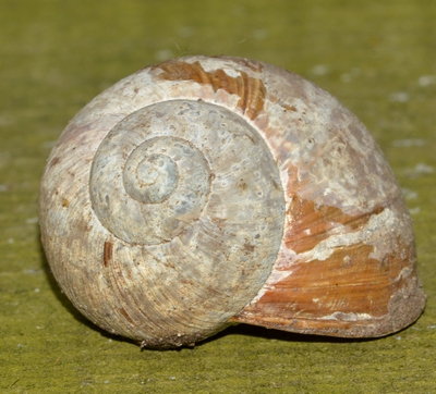 vinbjergsnegl Helix pomatia