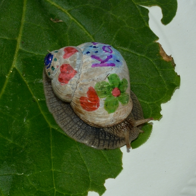 vinbjergsnegl Helix pomatia