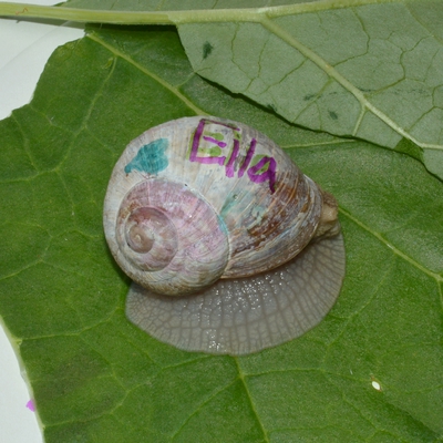 vinbjergsnegl Helix pomatia