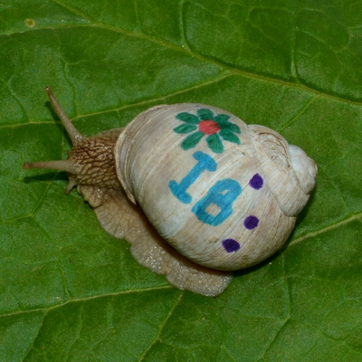 vinbjergsnegl Helix pomatia