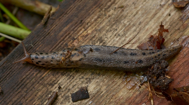 Leopardsnegl Limax maximus