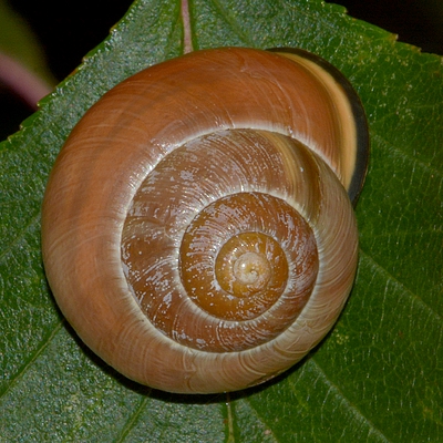 snegl Gastropoda forskellige sneglehuse