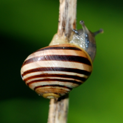 snegl Gastropoda forskellige sneglehuse