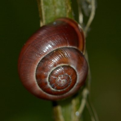 snegl Gastropoda forskellige sneglehuse